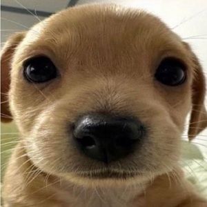 Meet your Posher, Deadfire zorro